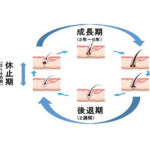 髪の一生、ヘアサイクル（毛周期）について